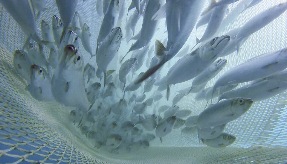 PÅ TOKT: – Kartleggingen av makrell strakk seg over 2,3 millioner kvadratkilometer, 21 prosent mindre enn i fjor. Dette skyldes hovedsakelig at Grønland ikke deltok på årets tokt, opplyser HI.