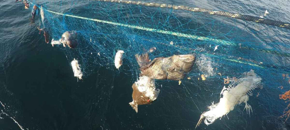 Årets opprenskingstokt starter denne uken