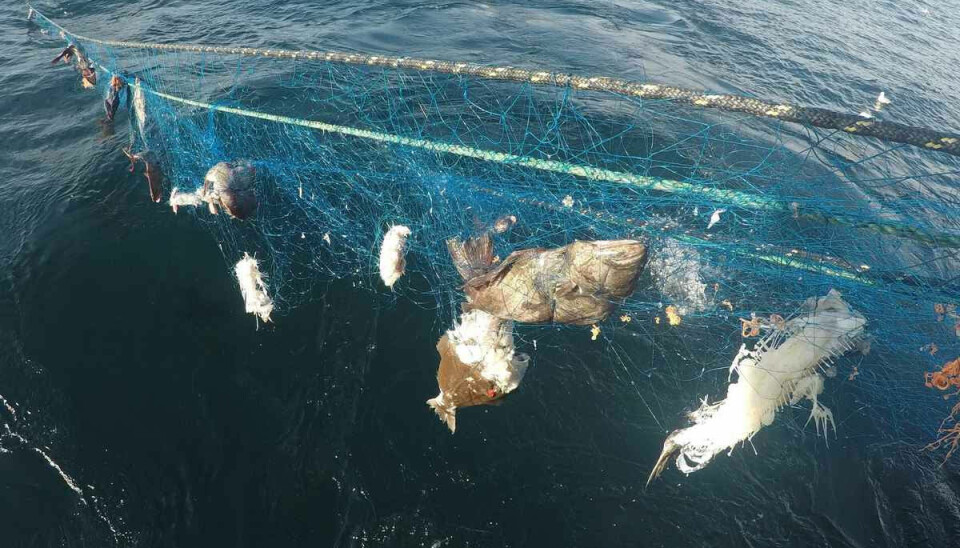 MAKABER REKORD: – Tidligere rekord fra 1992 var på 1180 garn, opplyser Fiskeridirektoratet etter sitt siste opprenskningstokt, som nettopp er avsluttet.