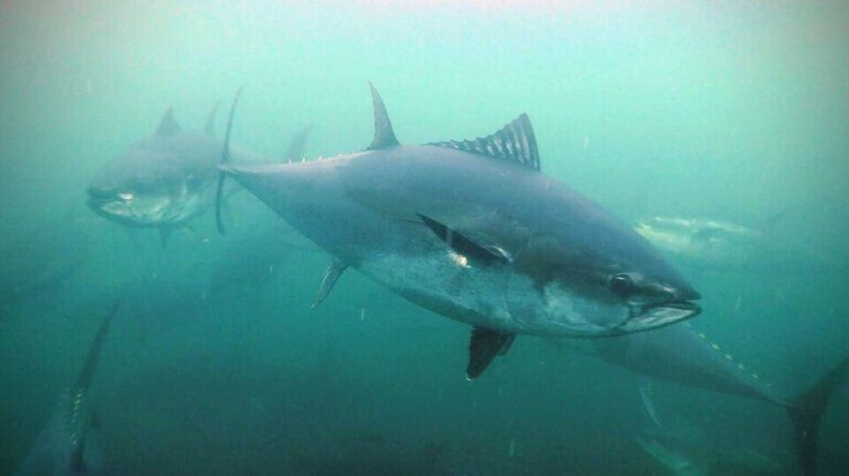 Nå kan notfartøy som tidligere har deltatt i fiske etter størje søke om ekstrakvantum.