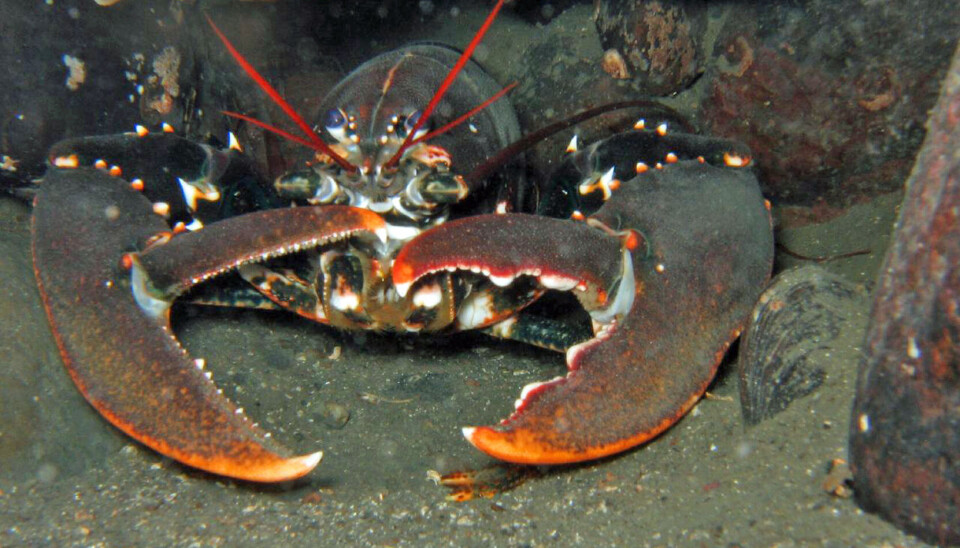 STOR: Europeisk hummer er en stor hummer som vanligvis lever på 0 til 150 meters dyp, men sjelden dypere enn 50 m, ifølge Wikipedia