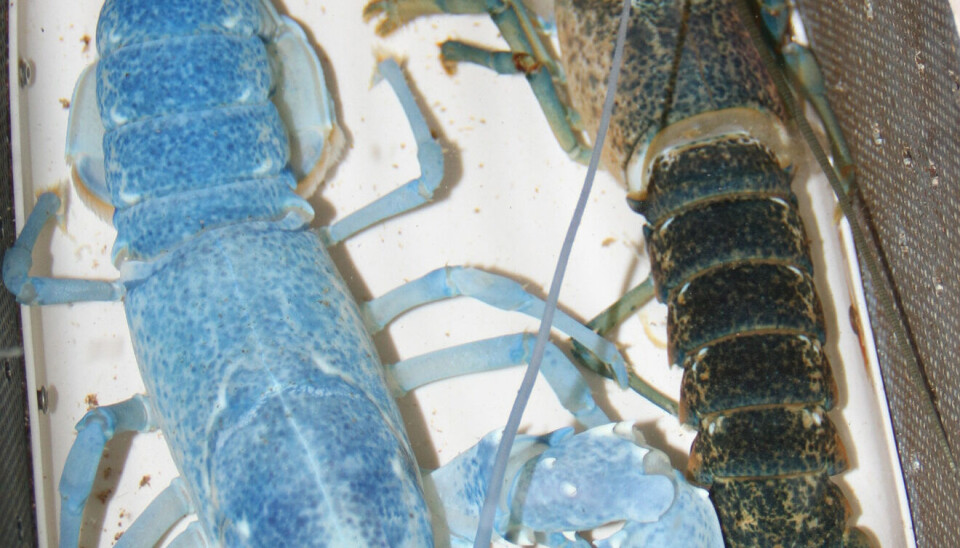 SKALLSKIFTE: Skallskifte på en krysning mellom en europeisk og amerikansk hummer. Fargeforskjellen mellom det gamle skallet, som er mørkt og det nye, som er blått, er ganske tydelig. Det nye skallet blir mørkere etter noen uker.