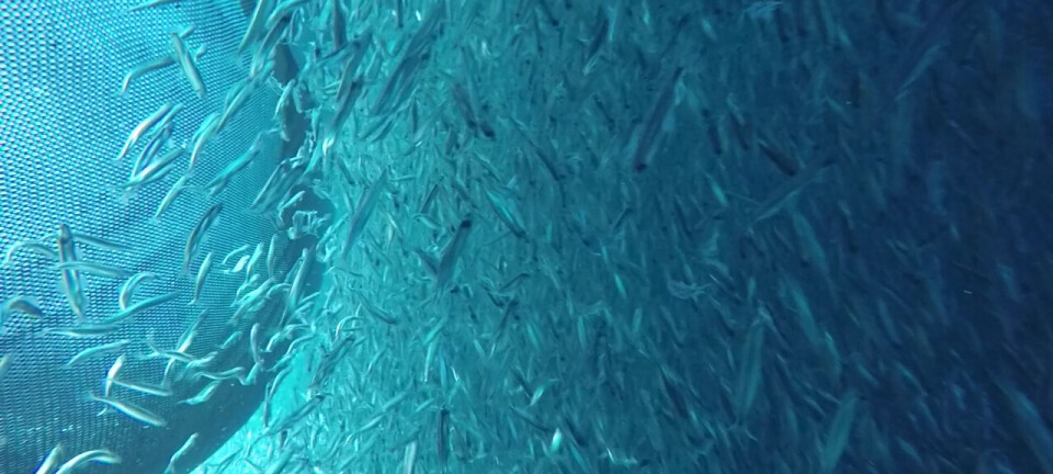Lukking av kystgruppens fiske etter lodde