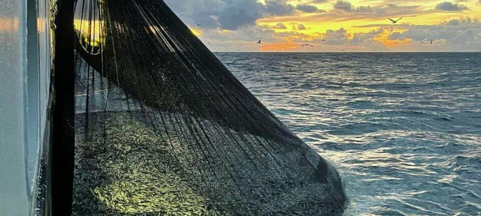 Det koker av sild nordpå - nå er den også inne på fjordene. Denne brukstypen fisker best: