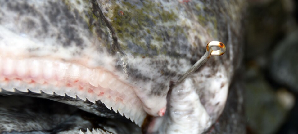 Fant durkdreven kveitetyv i fjæra i Troms