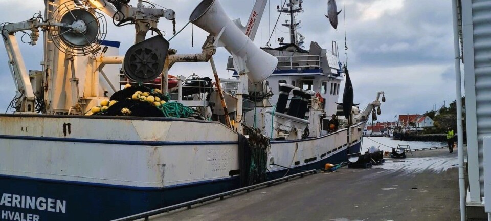 Norge har problemer med størjekvoten