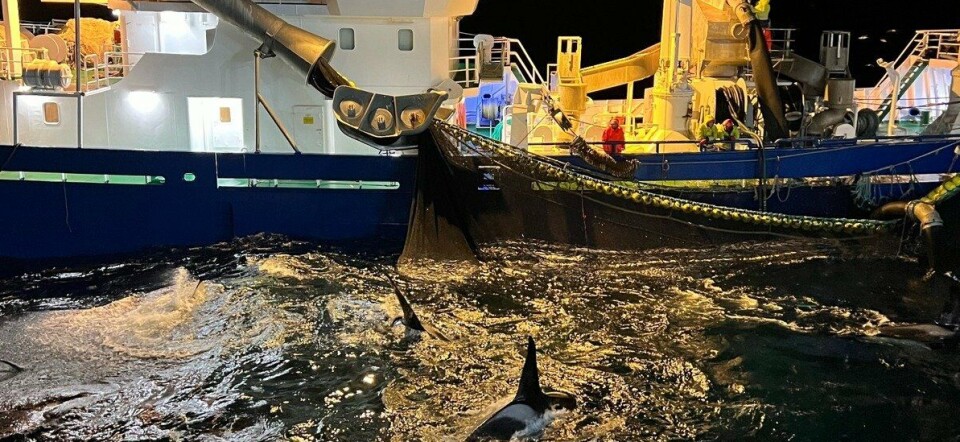 NVG-sild var den mest fiskede arten i november i alle fartøysgrupper.