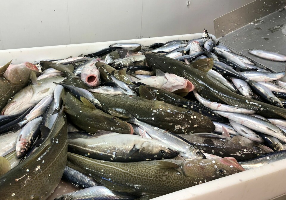 Det ble fisket fersk sei og torsk for hhv 23 og 54 millioner kroner i uke 2