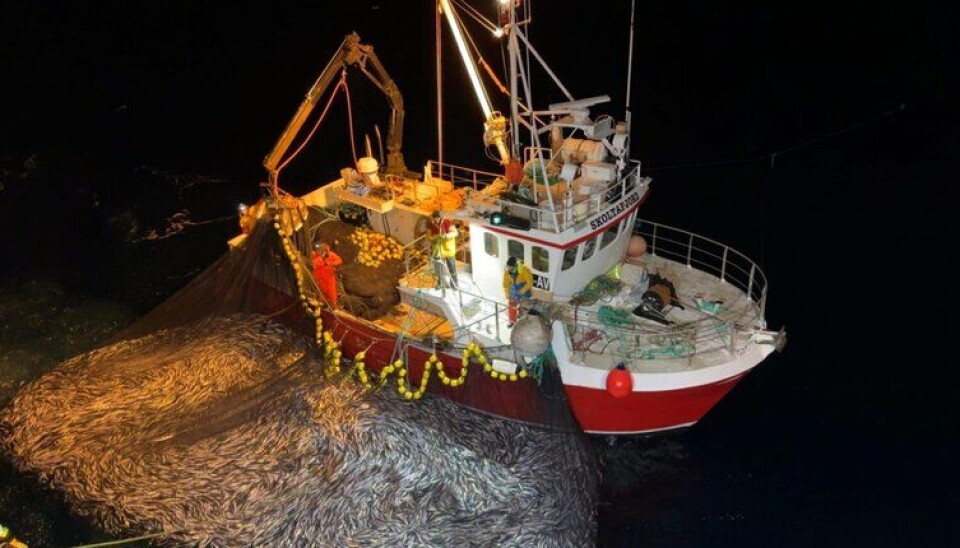 GODT FISKE: Fra sildefisket i Øksfjorden.