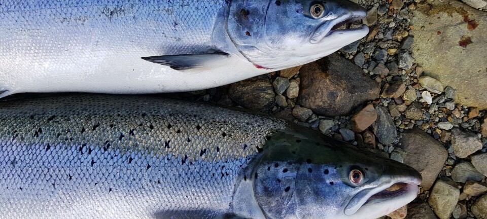 Åpner 14 nye elver for laksefiske – dette er de nye reglene:
