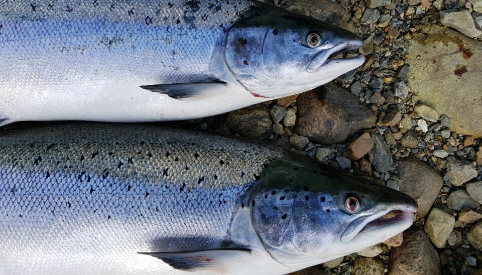RUTINER PÅ PLASS: 14 nye norske elver er nå åpnet for laksefiske, melder Miljødirektoratet.