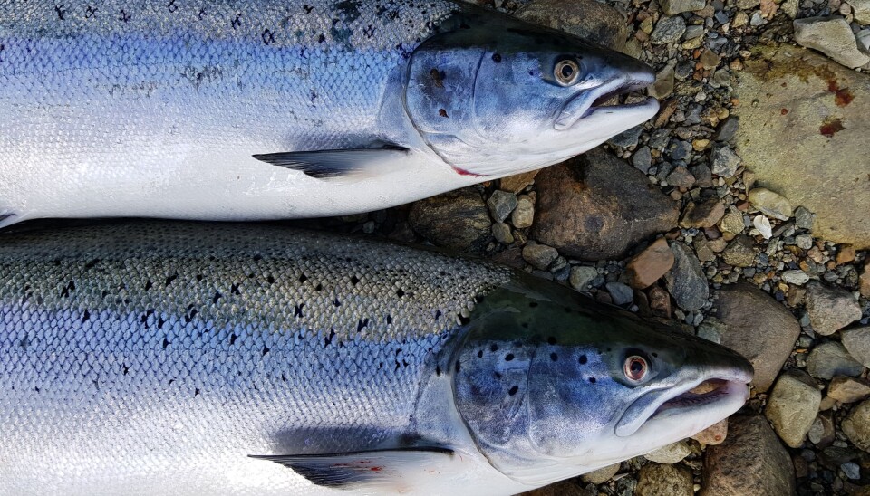 RUTINER PÅ PLASS: 14 nye norske elver er nå åpnet for laksefiske, melder Miljødirektoratet. RUTINER PÅ PLASS: 14 nye norske elver er nå åpnet for laksefiske, melder Miljødirektoratet.