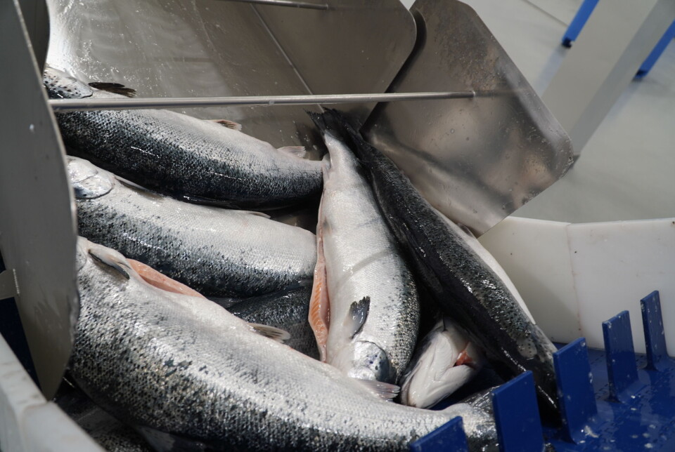 Mowi søker fiskere som kan fangste rømt oppdrettslaks.