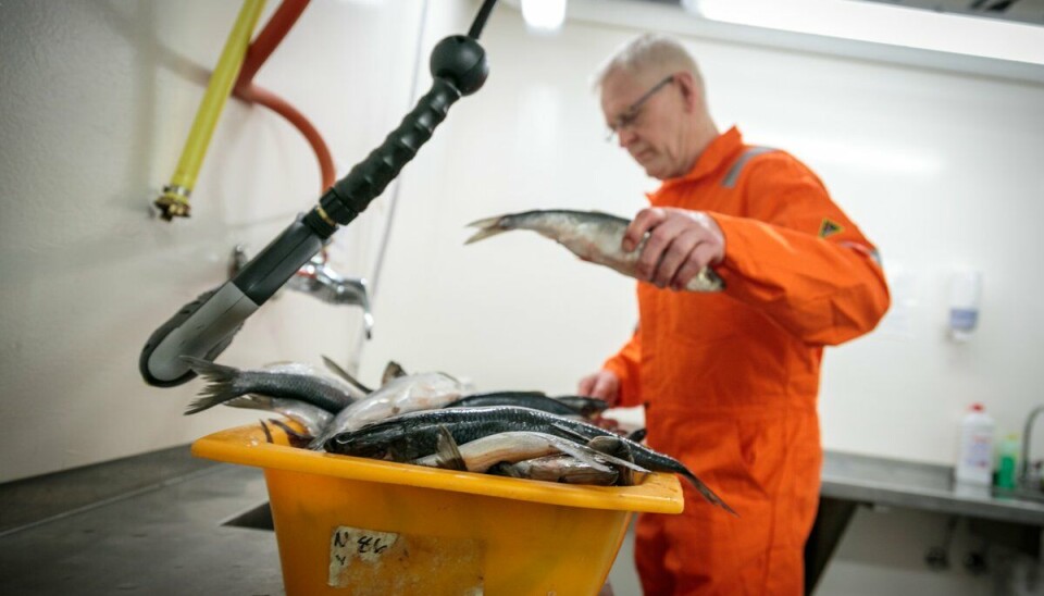 IKKE SUNNMØRSK: Silda i Sunnmørsfjordene er ikke stedegen, viser forskning fra HI. Det betyr også at lave sildeforekomster der ikke nødvendigvis gir grunnlag for fredning.