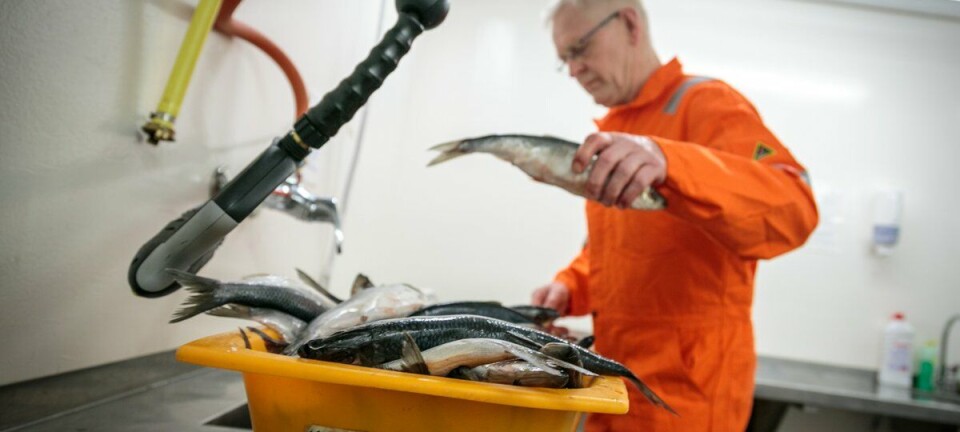 Havforskningen: – Sunnmøre har ikke egen sildestamme