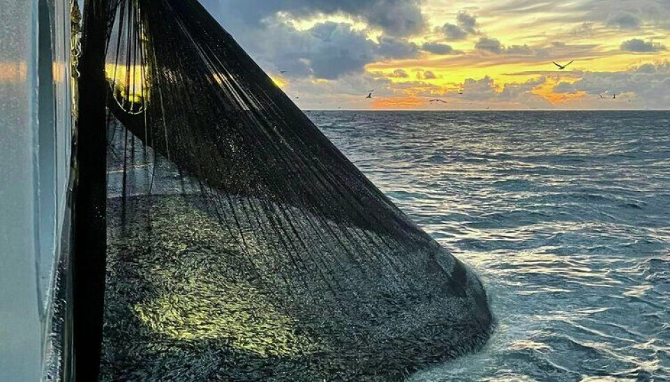 Sildefiske med not på havet