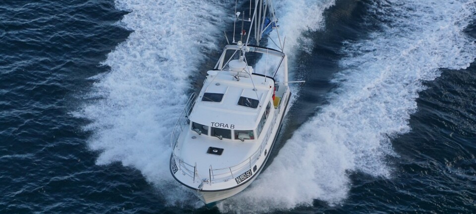 Suverene i toppen på kongekrabben