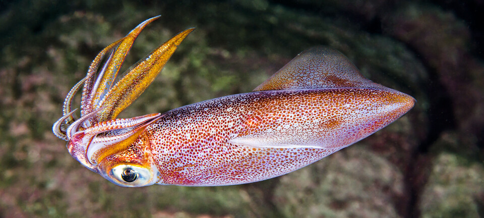 Blekksprutarter har fått norske navn