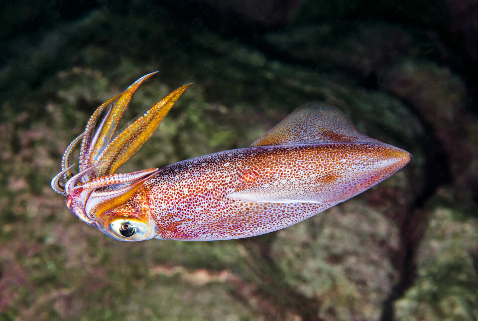 Blekkspruten Loligo forbesii vil nå få det norske navnet stripekalmar. Hele 15 blekksprutarter har nå fått norske navn.