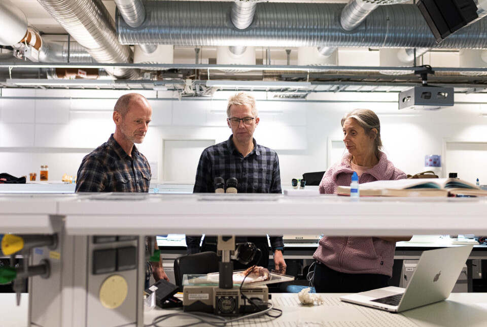 Workshoppen ble holdt på initiativ av forsker Rupert Wienerroither som jobber med identifisering av fisk og blekksprut. F.v: Rupert (HI), Torkild Bakken (NTNU), og Louise Allcock (University of Galway).