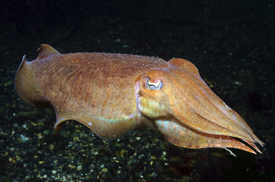 Sepiablekkspruten Sepia officinalis i åpent vann