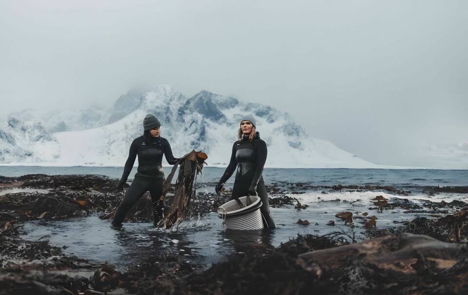 Tamara Singer og Angelita Eriksen i Lofoten Seaweed sørger for at norsk tang og tare setter prikken over i- en på skreimåltidene som skal friste tyskerne i årets skreikampanje.