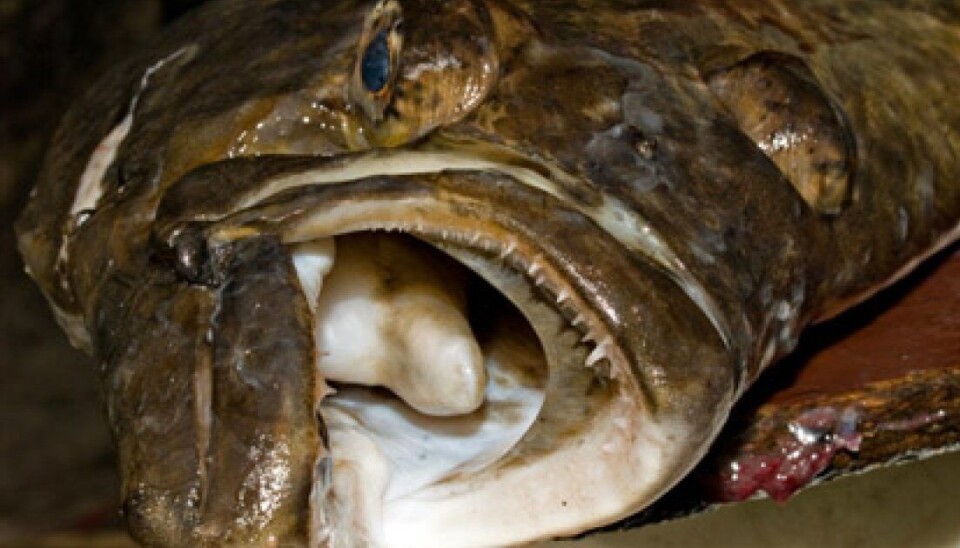 Kystfiskeflåten leverte mer kveite i uke 50 enn i noen annen uke hittil i år.