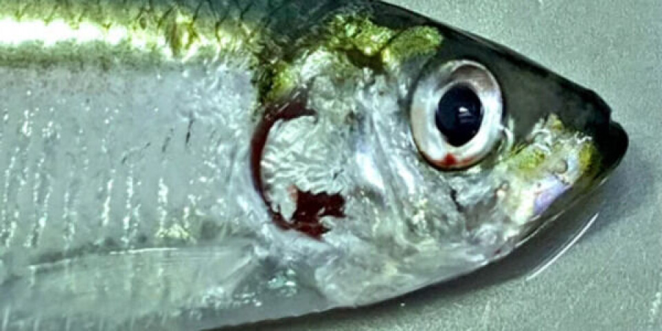 Brisling.