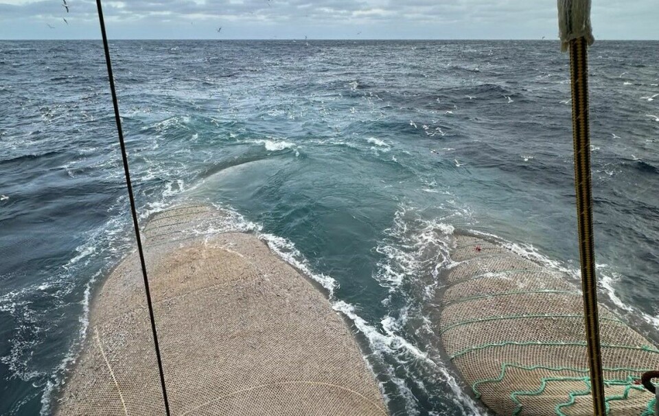 KOLMULE: Fisket etter kolmule er i full gang utenfor vestkysten av Irland. MS «Kvannøy» med et godt hal.
