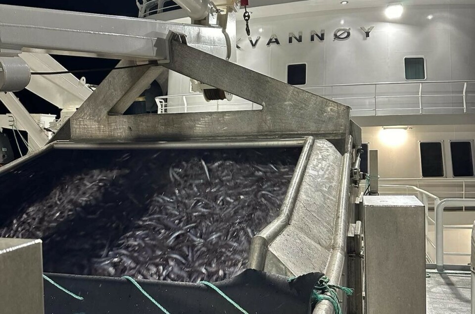 GOD FANGST: MS «Kvannøy» på vei mot land med 2250 tonn kolmule på tankene.