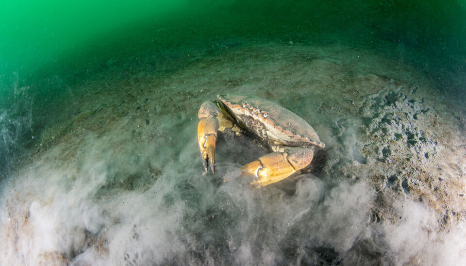 Dumping av gruveavfall i Jøssingfjorden har ødelagt fjorden. Naturvernforbundet og Natur og Ungdom frykter at det samme vil skje om den planlagte gruvedumpingen i Førdefjorden blir gjennomført. Undervannsfoto fra Jøssingfjorden.