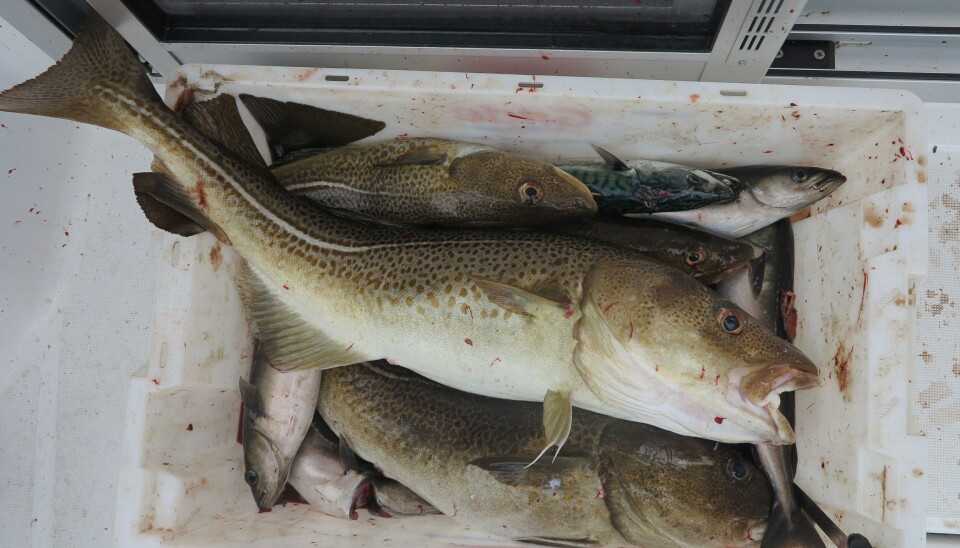 Den øverste torsken holder minstemålet på 55 cm. fiske torsk