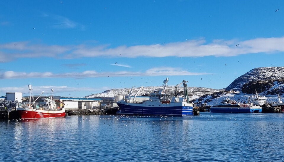 HAVØYSUND FISK.