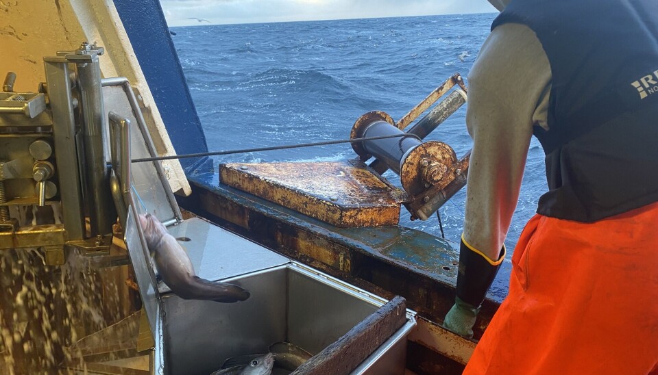 UNGE FISKERE: Seks unge fiskere har i år fått rekrutteringskvote.