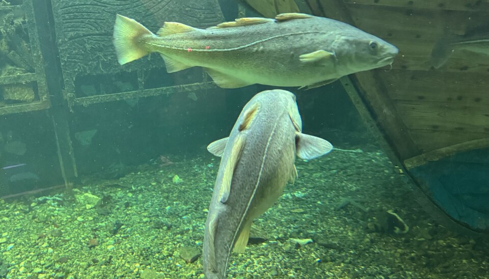 HI-forskerne Kaja Skjærven, Maud Alix, Lene Kleppe og Olav Kjesbu har undersøkt om torsk kan tilpasse seg endringer i klimaet. Torsk