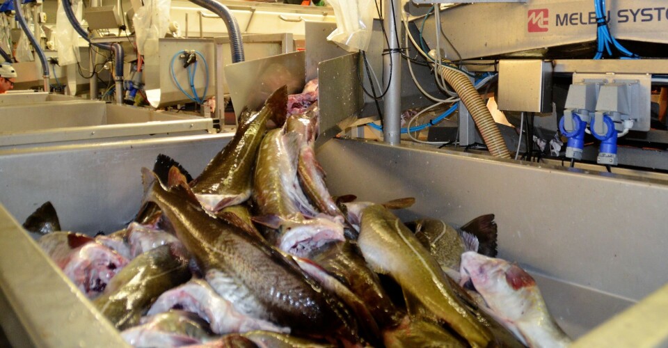 Skrei blir tatt på land under vinterfisket. Det var torsk til en verdi av mer enn 1,6 millioner kroner det handlet om i denne saken.