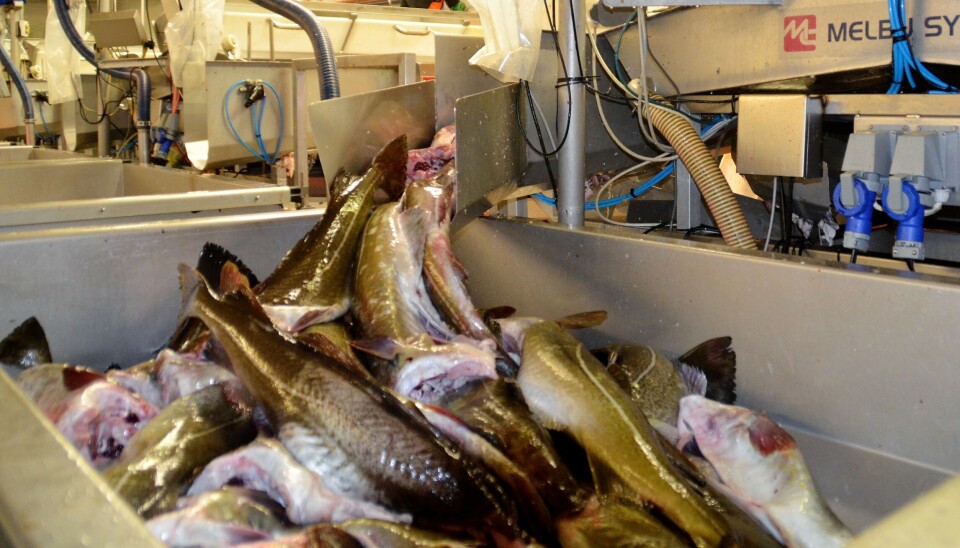 SKREI: Stor etterspørsel etter stor fisk.
