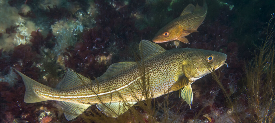 Sterk nedgang i fersk torsk