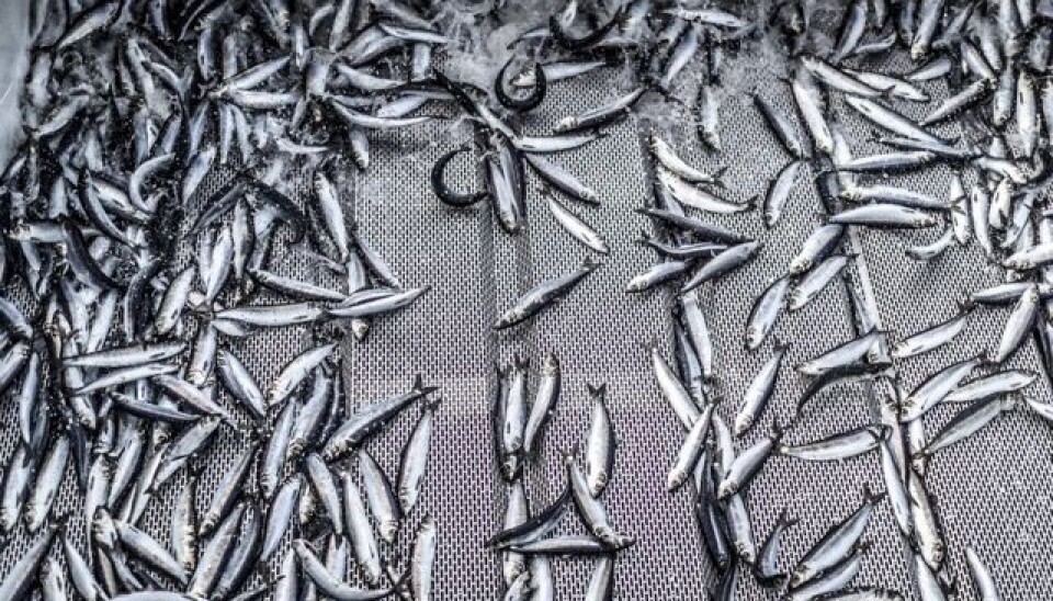 Norsk vårgytende sild var i utgangspunktet den fisken med færrest kveislarver av de tre undersøkte artene.