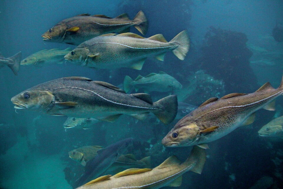 På Nor-Fishing kan du se prototyper av løsninger som kan bidra til å sikre registrering av all fangst som hentes opp av havet.
