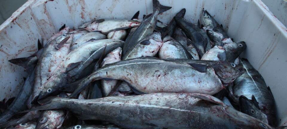 Betydelig økning i torsk og sei til auksjon