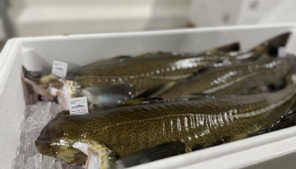 SKREIMERKE: Overgang til nytt skrei-merke ga noen utfordringer i starten av sesongen, men det gikk seg raskt til.