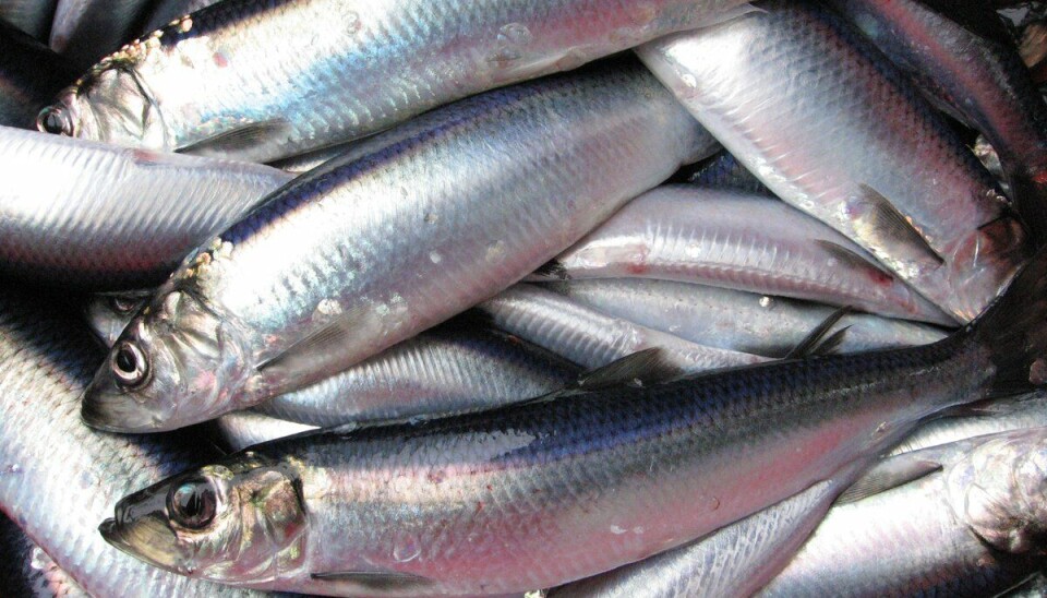 Nordsjøsild er en pelagisk stimfisk som finnes i Nordsjøen, Skagerrak og Kattegat.