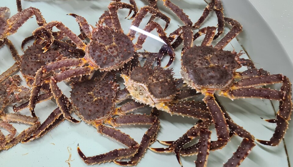 Kongekrabbe.