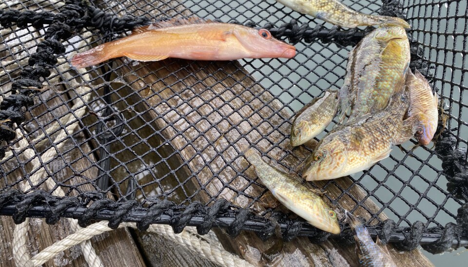 Fiskarlaget oppfordrer på det sterkeste Fiskeridirektoratet om å gi dispensasjon til yrkesfiskere for å fiske leppefisk og taskekrabbe i de nyetablerte hummerfredningsområdene i Stavanger kommune.