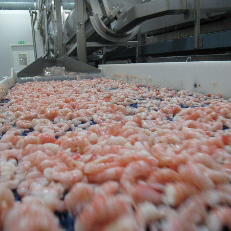 En del fiskere av reker får drivstofftilskudd fra 2025.