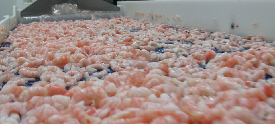 Avtale mellom Norge og EU om ny kvote på reker fra 1. juli