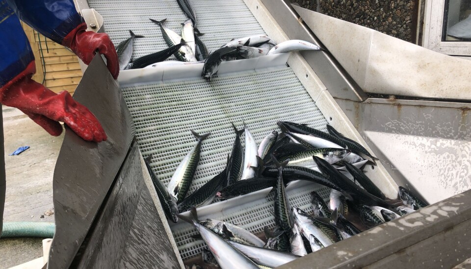 Japanerne synes den norske makrellen er i ferd med å bli i dyreste laget.