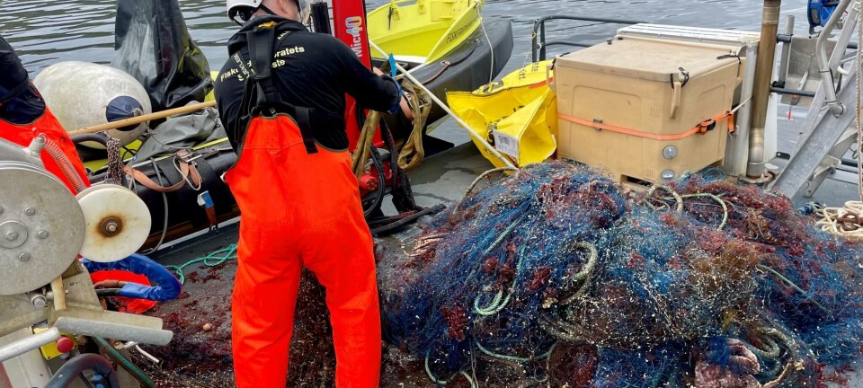 Fem kobbekadaver funnet på spøkelsesgarn