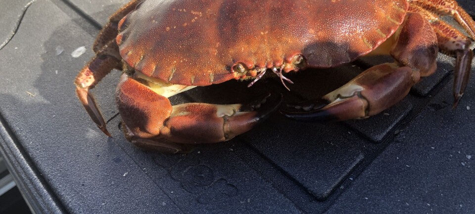 Forskarane sporar det forureina 'fingeravtrykket' i krabben